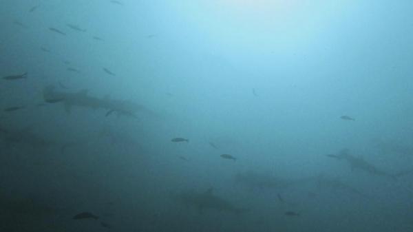 2025.11/16　神子元島　上げ潮のドリフトダイブ