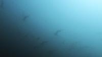 2025.11/16　神子元島　上げ潮のドリフトダイブ[4]