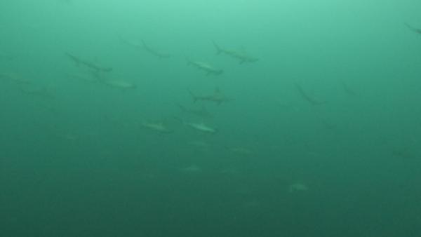 2025.11.29　水温UP！久しぶりのハンマー大群れ！