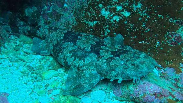 2025.11.5　久しぶりの出航！神子元3DV