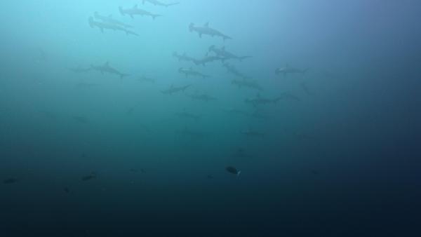 2025.11.30　霜月最後も青空とハンマー群れ！神子元3DV