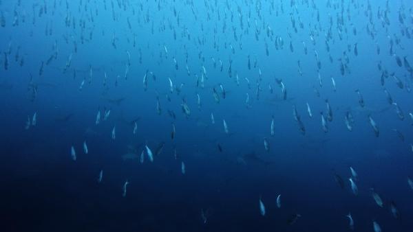 2025.12.20　寒さ和らぎハンマー群れ！神子元2DV