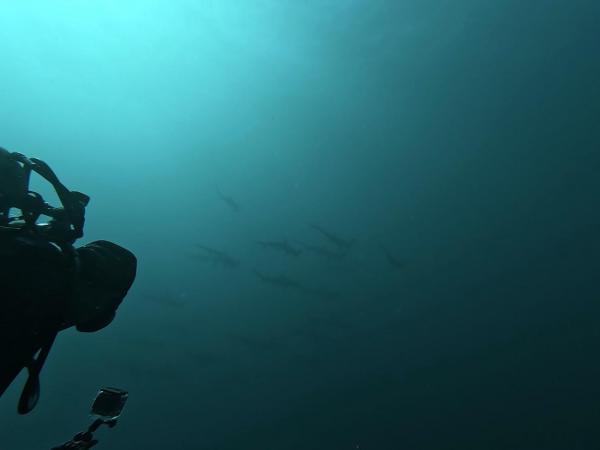 2025.12/6　神子元島　感謝祭＆満船で全ダイブでハンマー群れ！