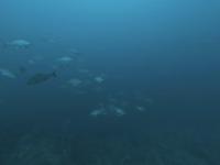 2025.12/6　神子元島　感謝祭＆満船で全ダイブでハンマー群れ！[2]