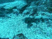 2025.12/6　神子元島　感謝祭＆満船で全ダイブでハンマー群れ！[3]