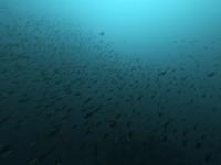 2025.12/6　神子元島　感謝祭＆満船で全ダイブでハンマー群れ！[4]