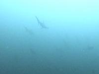 2025.12/9　神子元島３ダイブ　クローズ明け初日[2]