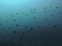 2025.12/9　神子元島３ダイブ　クローズ明け初日[1]