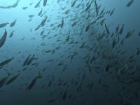 2025.12/9　神子元島３ダイブ　クローズ明け初日[3]