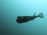 2025.12/9　神子元島３ダイブ　クローズ明け初日[4]