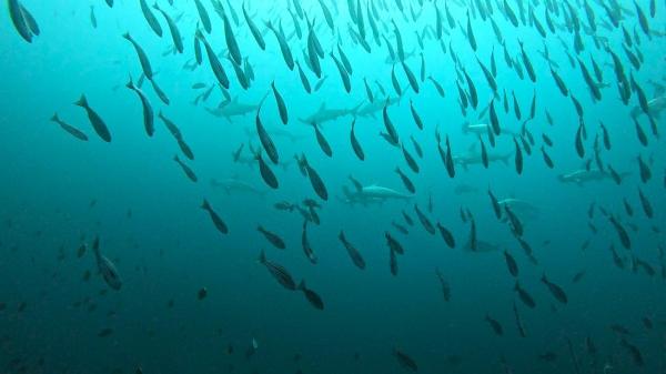 2025.12/13　神子元島３ダイブ　北風吹いて肌寒い本日でした