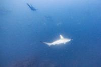 2025.12.2 快晴！凪！ハンマー群れ！神子元3DV[1]