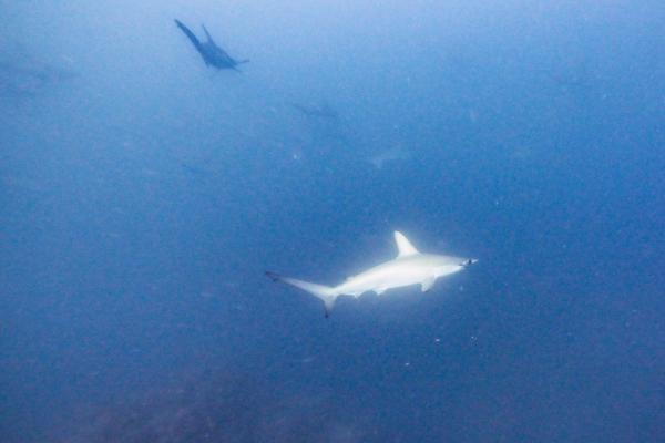 2025.12.2 快晴！凪！ハンマー群れ！神子元3DV