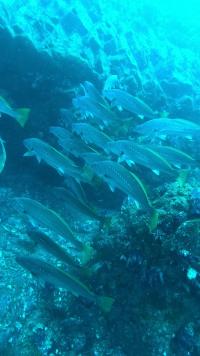 2025.12.10　上げ潮ドリフトでハンマー群れ！神子元3DV[6]