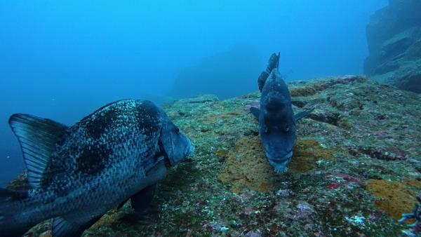 2025.12.21　透視度UP！久しぶりの下げ潮＠神子元2DV