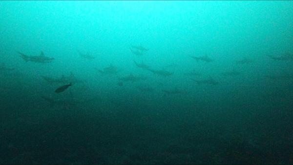 2025.12.11 冬は深場でハンマー爆群れ！神子元2DV