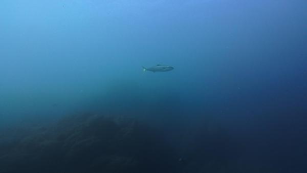 2025.12.28　年末も上げ潮ギュンギュン！神子元2DV