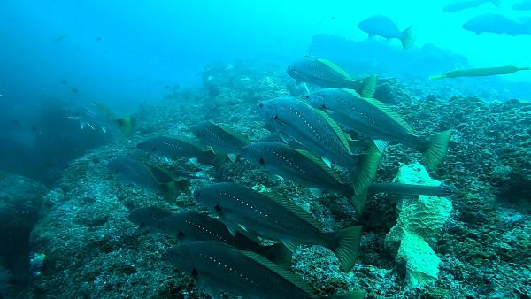 2025.12.12 透視度UP！神子元3DV