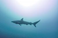 2025.12.2 快晴！凪！ハンマー群れ！神子元3DV[2]