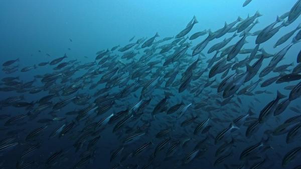 2025.12.10　上げ潮ドリフトでハンマー群れ！神子元3DV