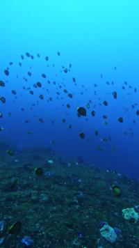 2026.1/31　神子元島2ダイブ　強烈な上げ潮で潮陰から[1]