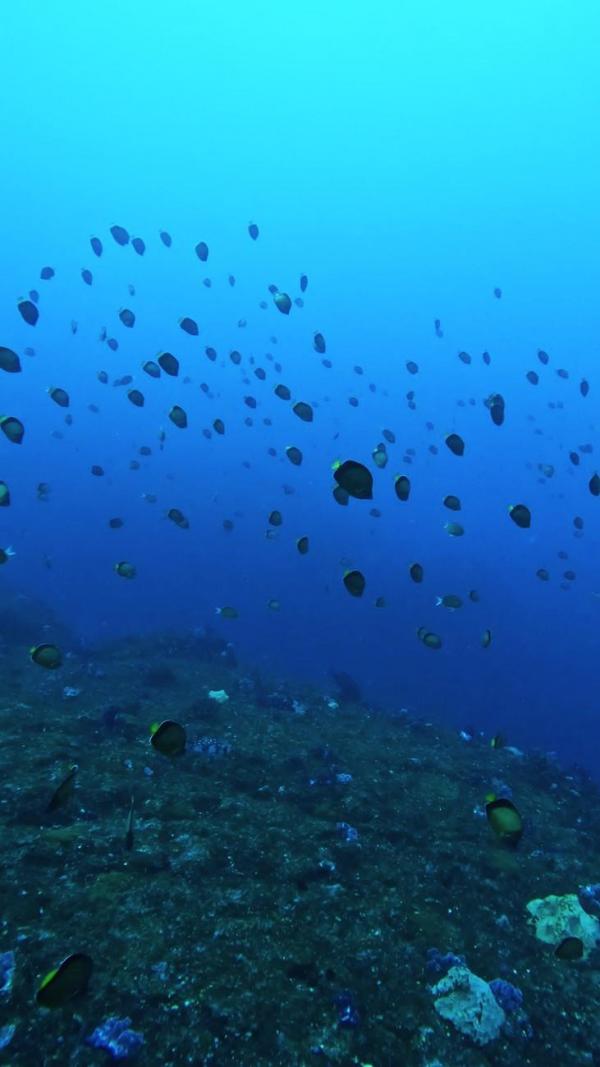 2026.1/31　神子元島2ダイブ　強烈な上げ潮で潮陰から