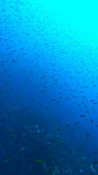 2026.1/31　神子元島2ダイブ　強烈な上げ潮で潮陰から[3]