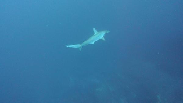 2026.1.6　初潜りでハンマー群れ！