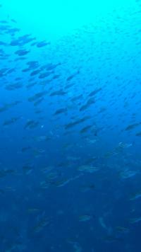 2026.1/31　神子元島2ダイブ　強烈な上げ潮で潮陰から[2]