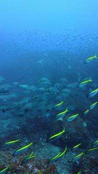 2026.1.6　初潜りでハンマー群れ！[8]