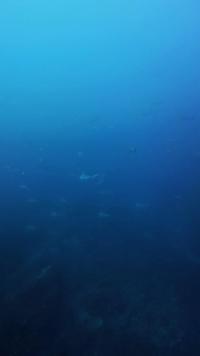 2026.1.6　初潜りでハンマー群れ！[7]