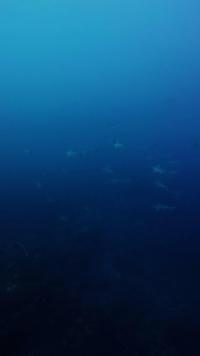 2026.1.6　初潜りでハンマー群れ！[5]