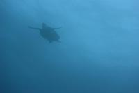 2026.2.15　好調！ハンマー群れ！＠神子元[7]