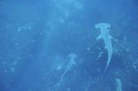 2026年2月21日　神子元島２ダイブ　ポカポカ陽気[2]