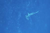 2026年2月21日　神子元島２ダイブ　ポカポカ陽気[1]