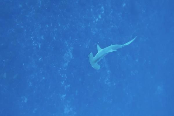 2026年2月21日　神子元島２ダイブ　ポカポカ陽気