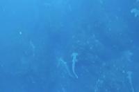 2026年2月21日　神子元島２ダイブ　ポカポカ陽気[4]