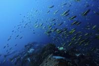 2026年2月21日　神子元島２ダイブ　ポカポカ陽気[5]