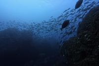 2026年2月21日　神子元島２ダイブ　ポカポカ陽気[6]