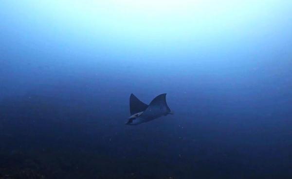 2026年2月22日　神子元島２ダイブ　連休二日目は全国的に季節先取りの暖かい気候