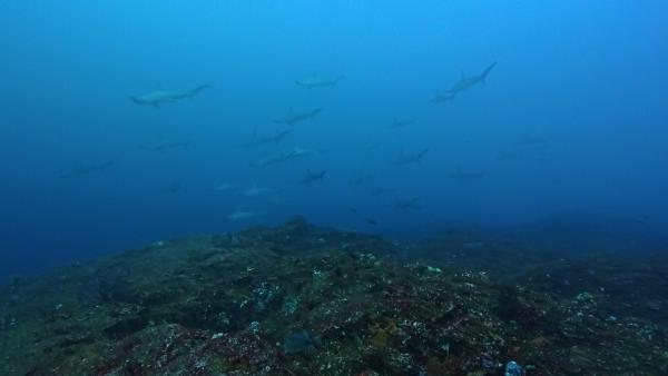 2026.2.15　好調！ハンマー群れ！＠神子元