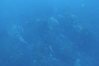 2026年2月21日　神子元島２ダイブ　ポカポカ陽気[3]