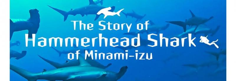 南伊豆町ハンマーヘッドシャーク物語