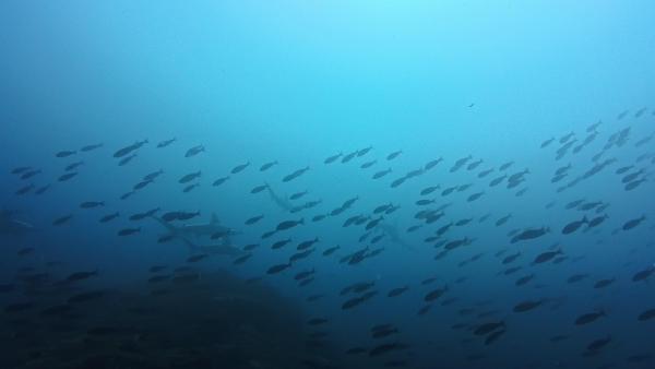 2026.2.14　桜とハンマーと＠神子元