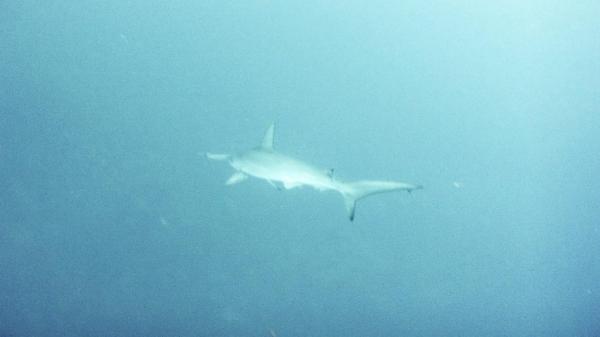 2026年3月21日　神子元島３D　連休2日目