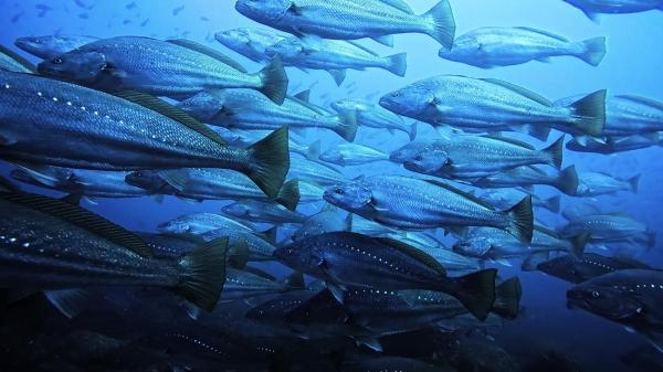 2026年3月20日　連休初日は各地で開花宣言