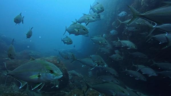 2026年3月23日　青みがでてきました！＠神子元3DV