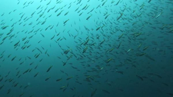 2026年3月10日　魚影濃い神子元3ダイブ