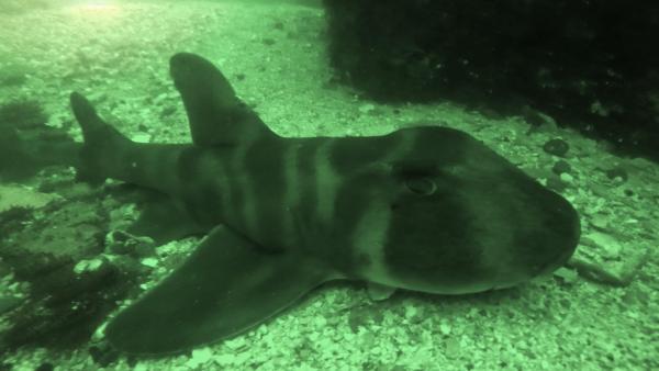 2026年月4月15日　神子元島　濁りでもドンマイ