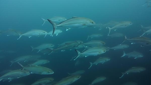 2026年4月20日　春の高級魚祭にハンマーも＠神子元3DV